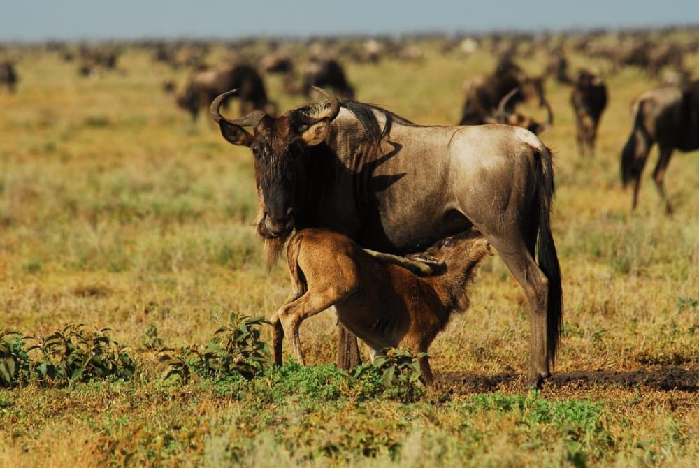 Ndutu Wildlife Safari